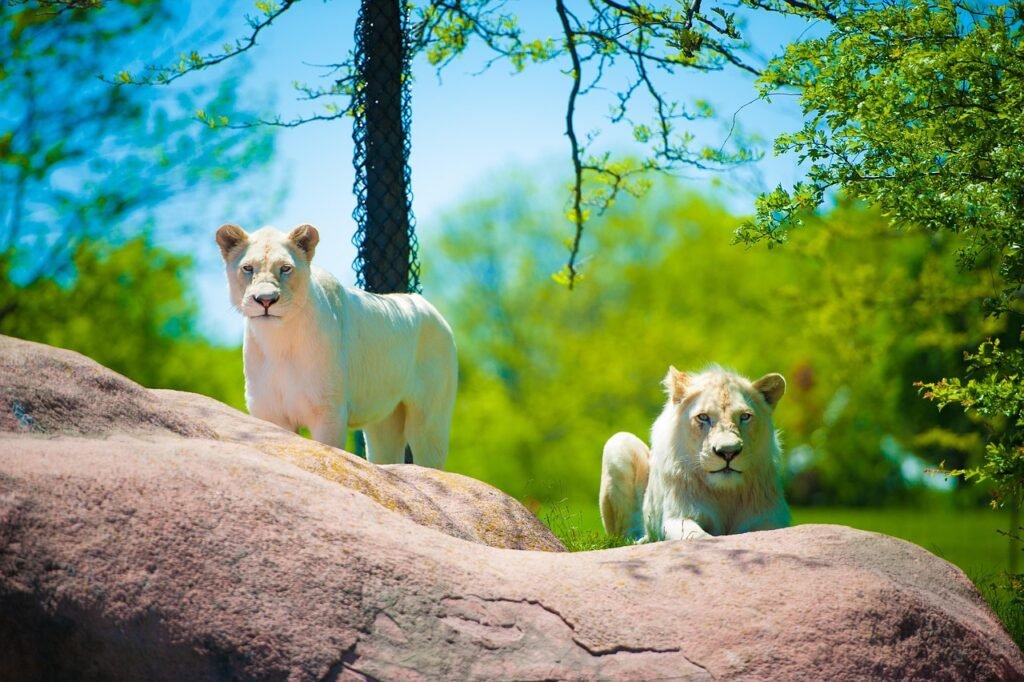 lion, cub, toronto zoo, imran, mughal, wildlife, nature, zoo, cat, pet, carnivore, mammal, animal, feline, safari